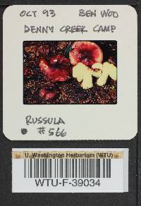 Russula pseudopelargonia image