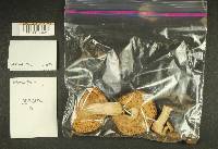 Russula benwooii image