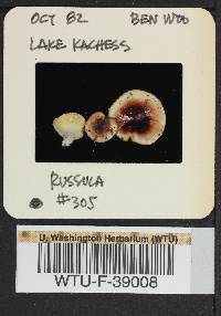 Russula pseudotsugarum image