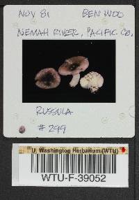 Russula phoenicea image