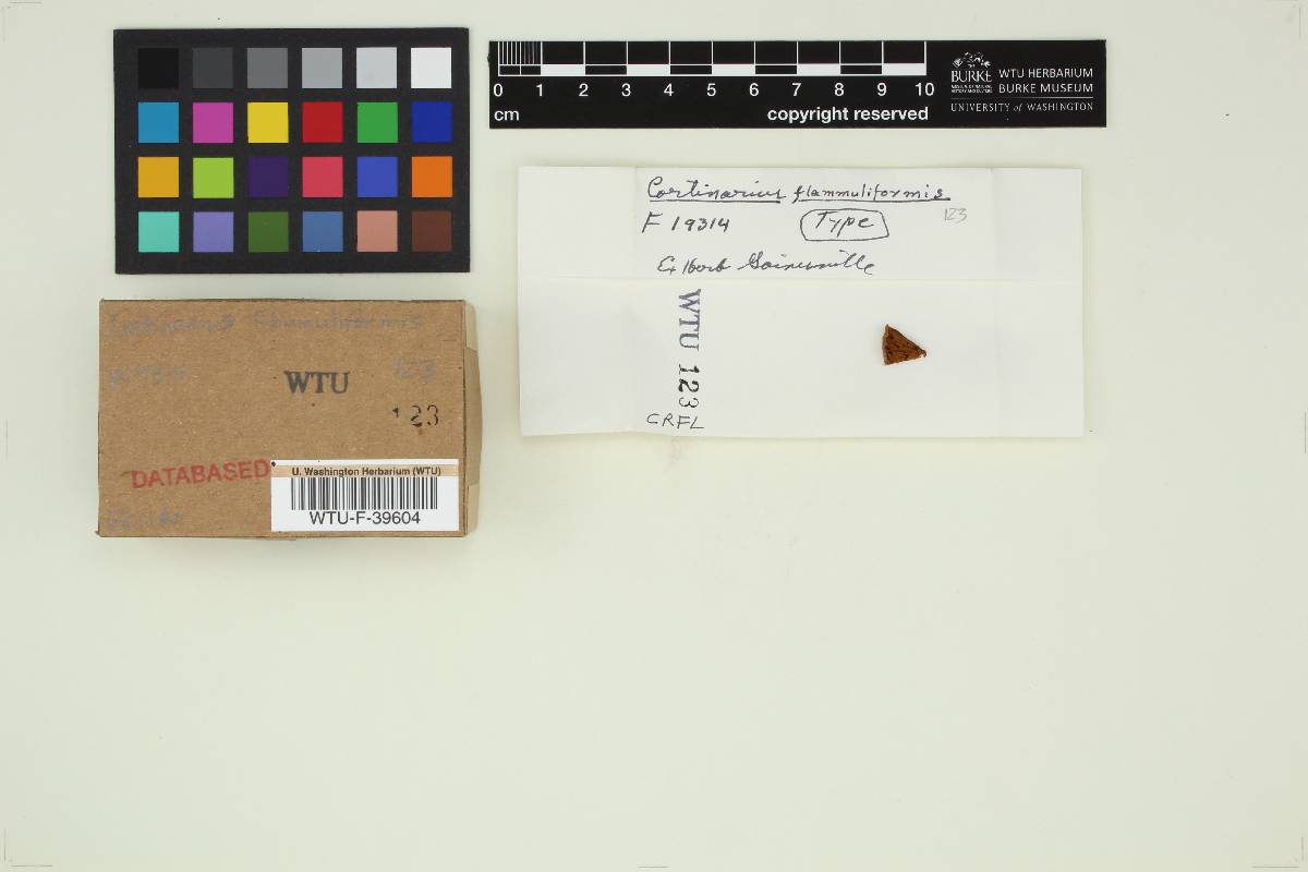 Cortinarius flammuliformis image