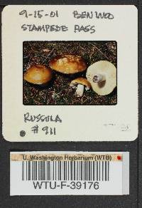 Russula vinososordida image