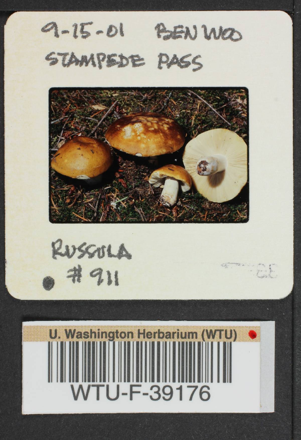 Russula vinososordida image