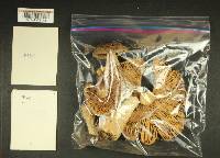 Russula obscurozelleri image