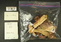 Russula obscurozelleri image