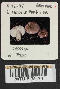 Russula phoenicea image