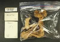 Russula obscurozelleri image