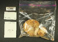 Russula mordax image