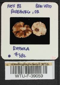 Russula cerolens image
