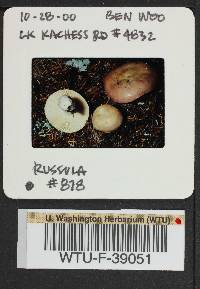 Russula mordax image