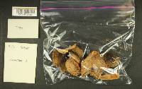 Russula hypofragilis image