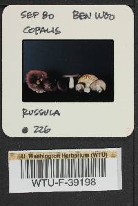 Russula cuprea image