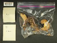 Russula benwooii image