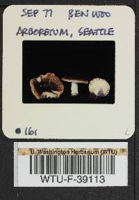 Russula cerolens image