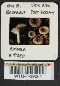 Russula phoenicea image