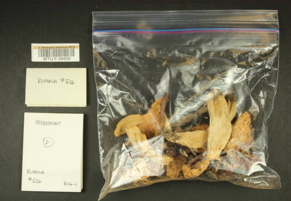 Russula pseudotsugarum image