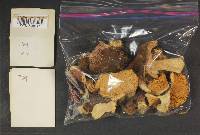 Russula obscurozelleri image