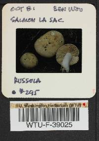 Russula mordax image