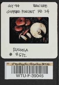 Russula salishensis image