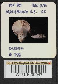 Russula cyanoxantha image