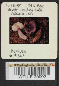 Russula queletii image