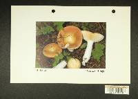 Russula mordax image