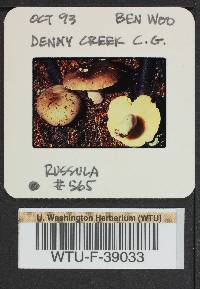 Russula benwooii image