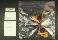 Russula pseudotsugarum image