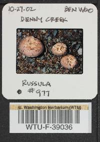 Russula mordax image