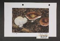 Russula viridofusca image