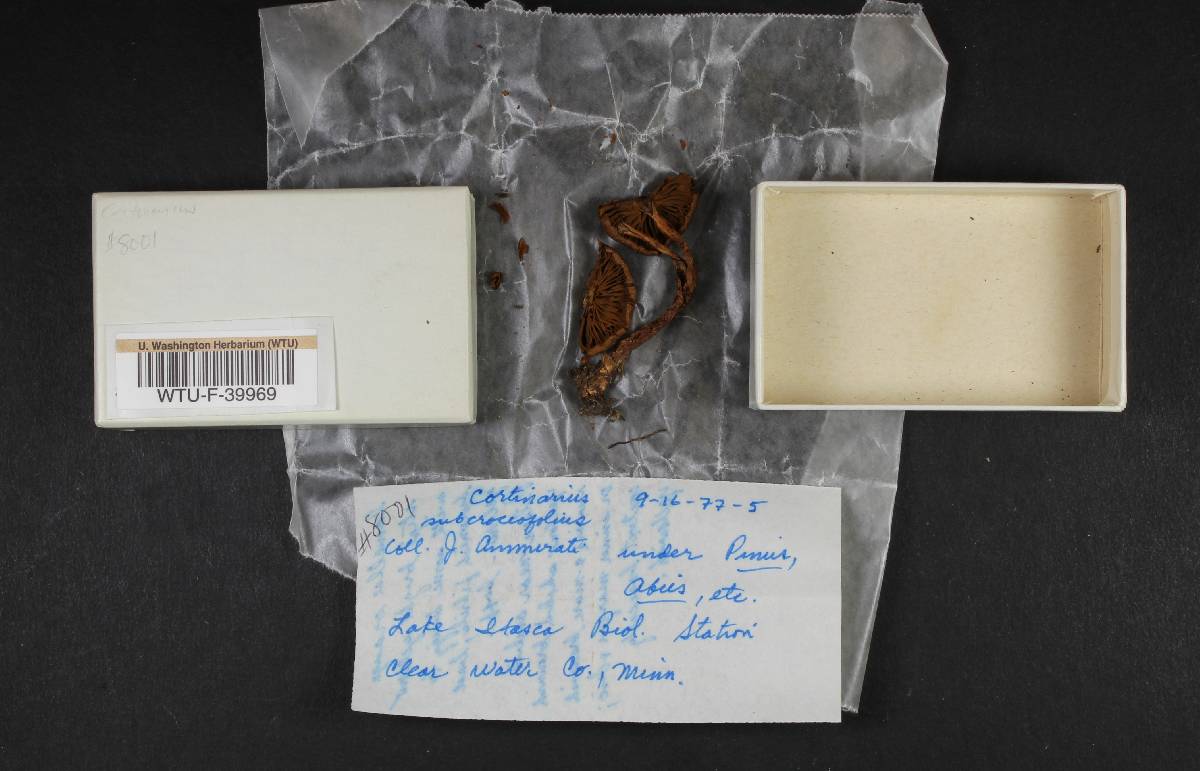 Cortinarius subcroceofolius image