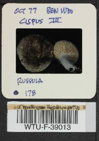 Russula benwooii image