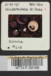 Russula benwooii image