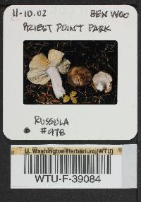 Russula zelleri image