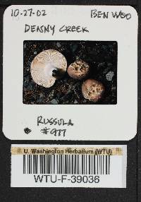 Russula mordax image