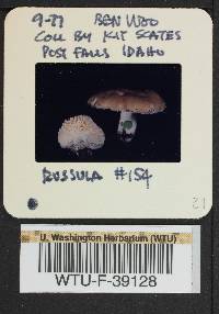 Russula olivina image