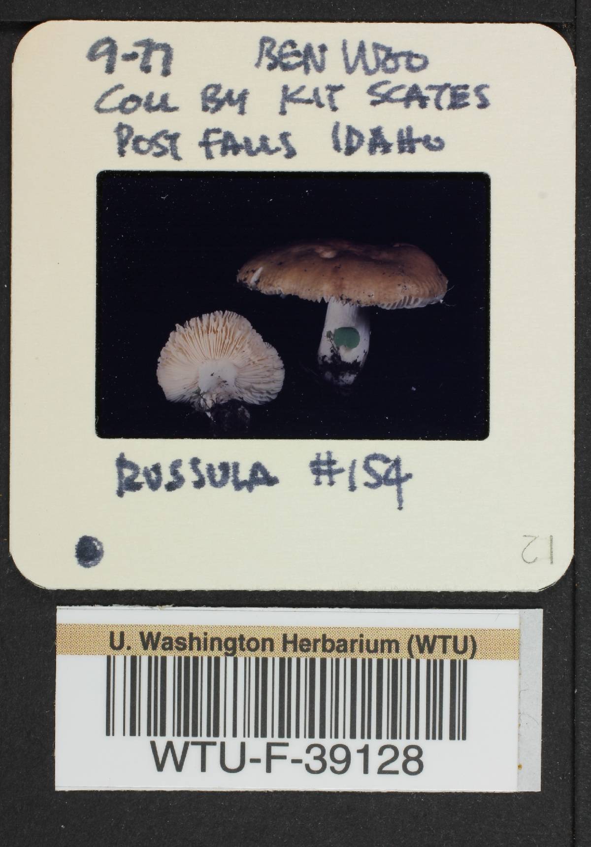 Russula olivina image