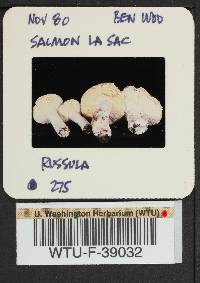 Russula mordax image