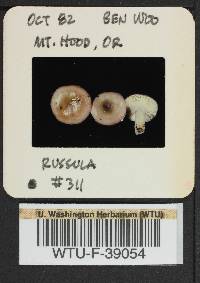 Russula phoenicea image