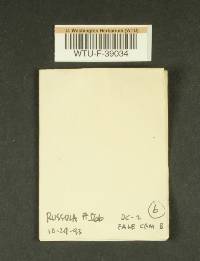Russula pseudopelargonia image