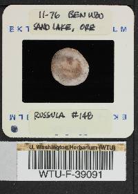 Russula mordax image