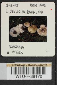 Russula phoenicea image