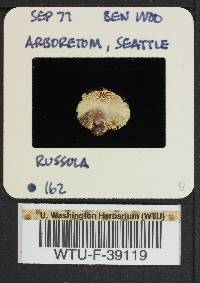 Russula mordax image