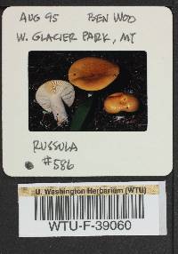 Russula vinososordida image