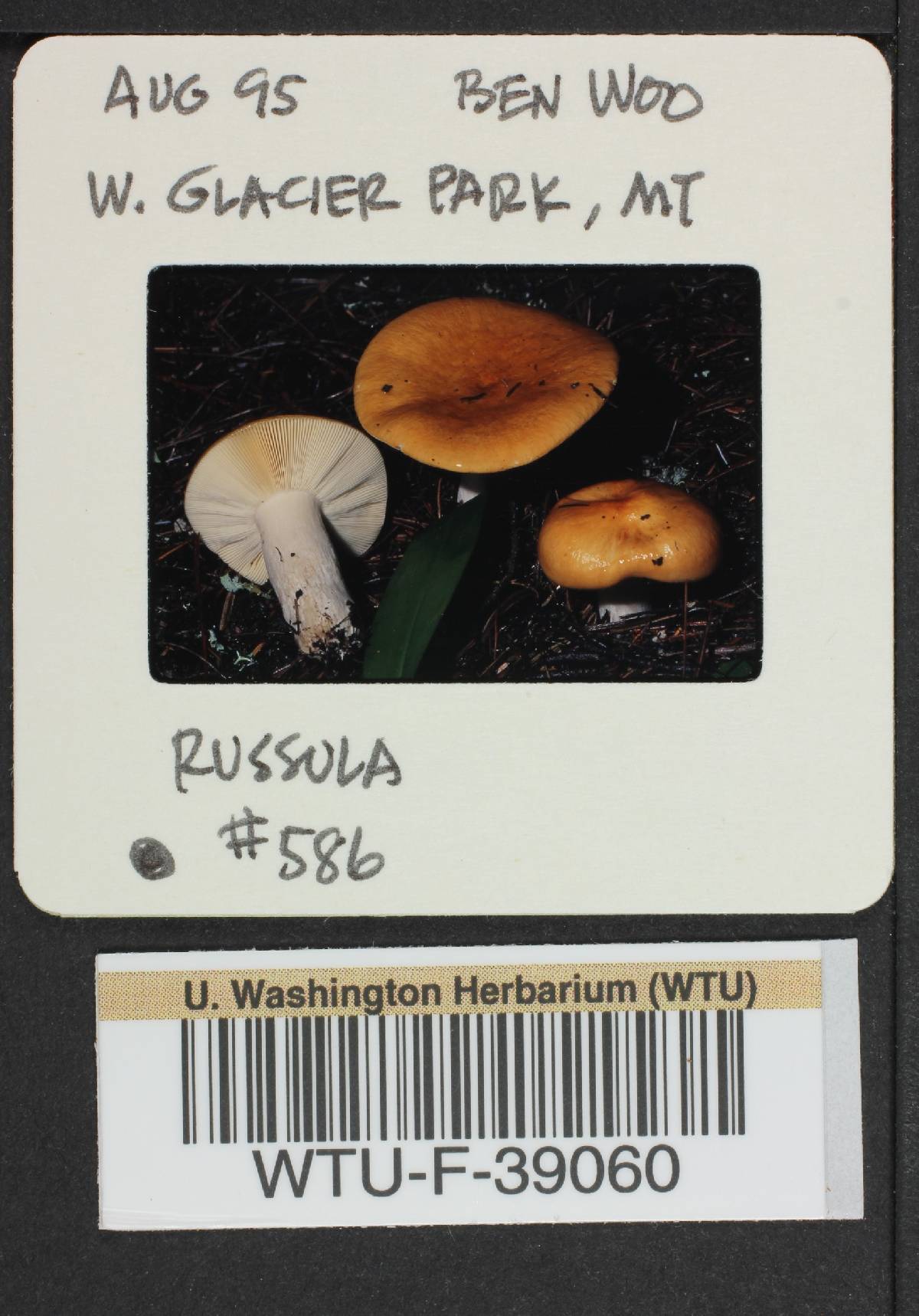 Russula vinososordida image