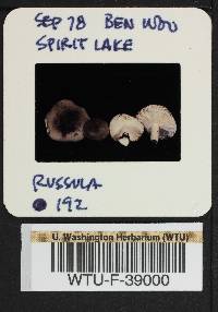 Russula hypofragilis image