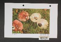 Russula obscurozelleri image