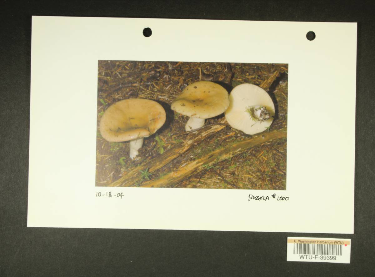 Russula viridofusca image
