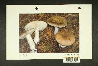 Russula viridofusca image