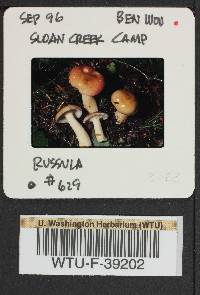 Russula parapallens image